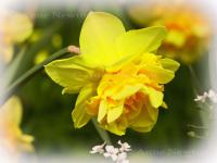 Daffodil_1a1.jpg