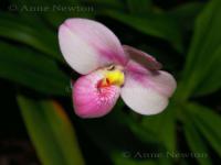 Orchid_2a.jpg