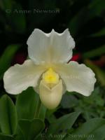 Orchid_3a.jpg