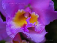 Orchid_4a.jpg