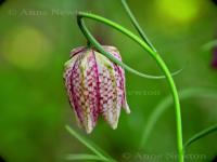 Snakes_Head_Fritillary_1a.jpg