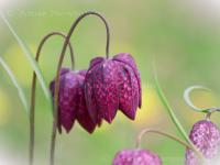 Snakes_Head_Fritillary_2a.jpg