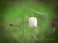 Snakes_Head_Fritillary_3a.jpg