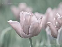 Tulip_1a.jpg
