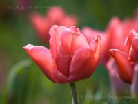 Tulip_2a.jpg