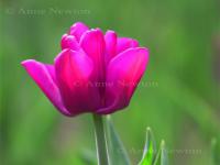 Tulip_3a.jpg