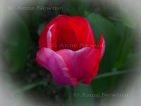 Tulip_4a.jpg