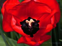 Tulip_5a.jpg