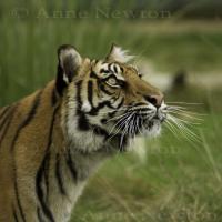 IMG_8584.jpg